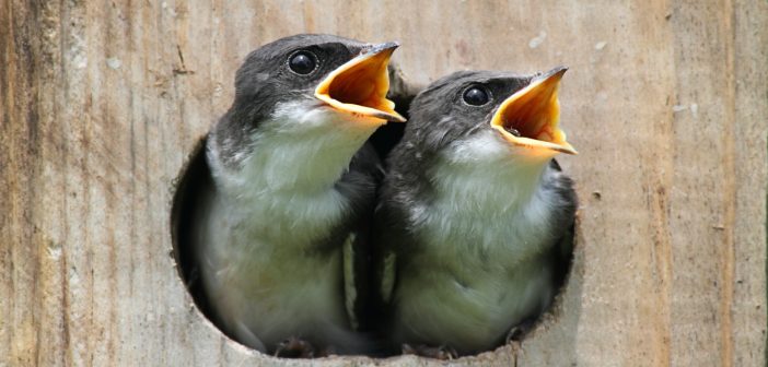 Two baby Tree Swallows peering out of their birdhouse with beaks wide open.