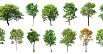 A composite of thirteen different young trees lined up in front of a white background