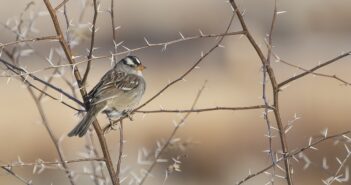 White-crowned Sparrow, as seen from the side, standing on a thin branch of a thorny plant.