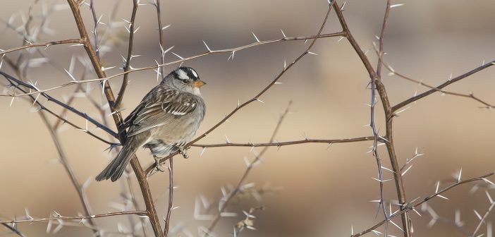 White-crowned Sparrow, as seen from the side, standing on a thin branch of a thorny plant.