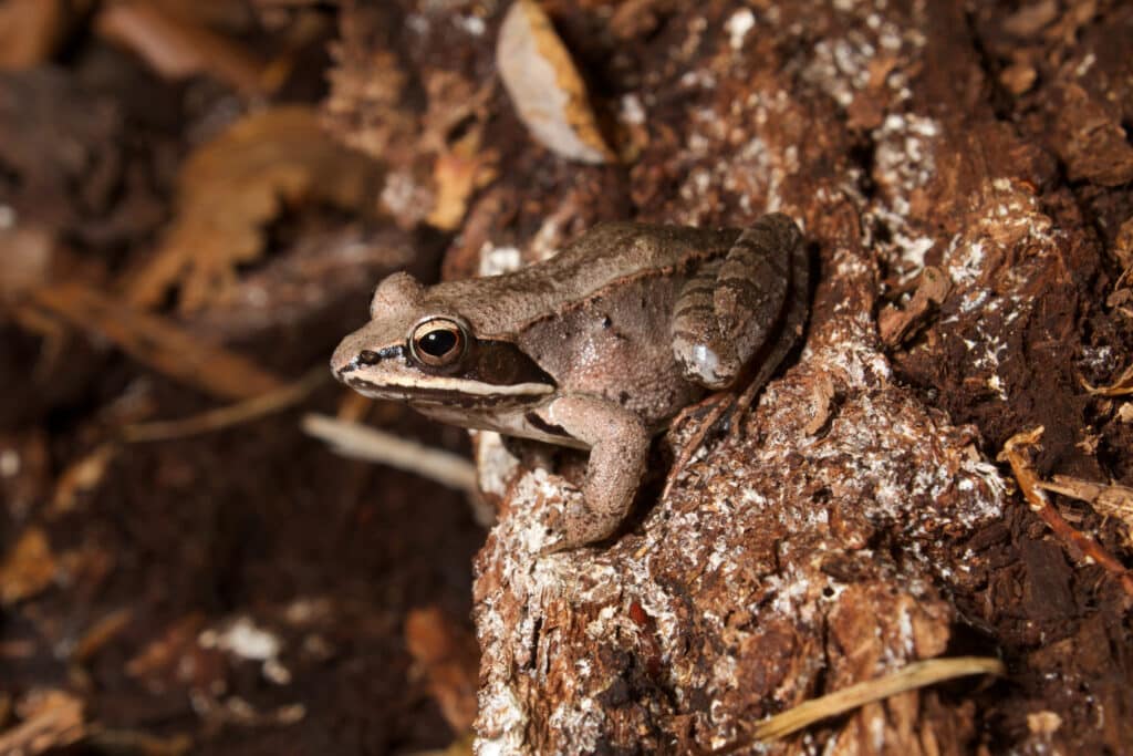 A Wood Frog is standing the surface of a tree stump.