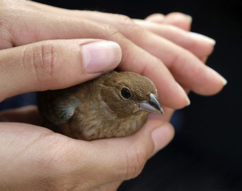 Image of a small bird carefully cradled in a person's hands