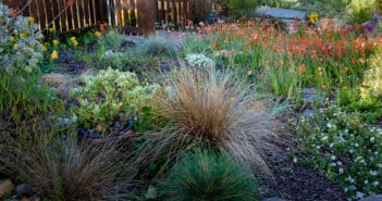 Colorful flower garden