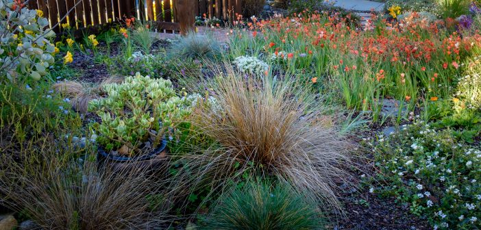 Colorful flower garden