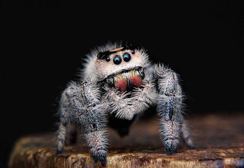 Photo of a grayish, hairy, jumping spider with reddish-colored chelicera.