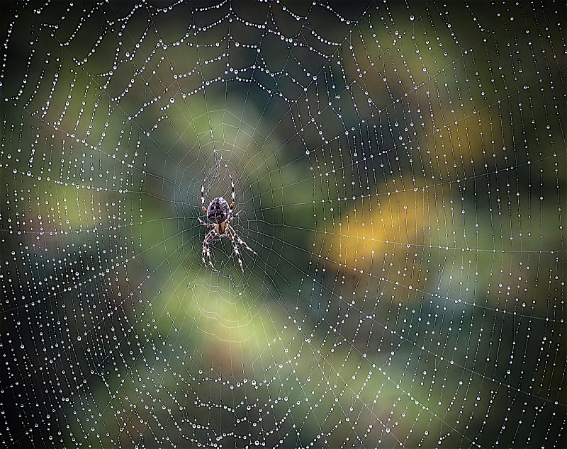 Pretty, dew-covered spiderweb with an orbweaver spider sitting in the center, waiting for prey.