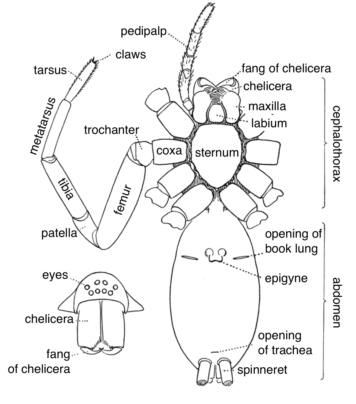 nephila jurassica size comparison