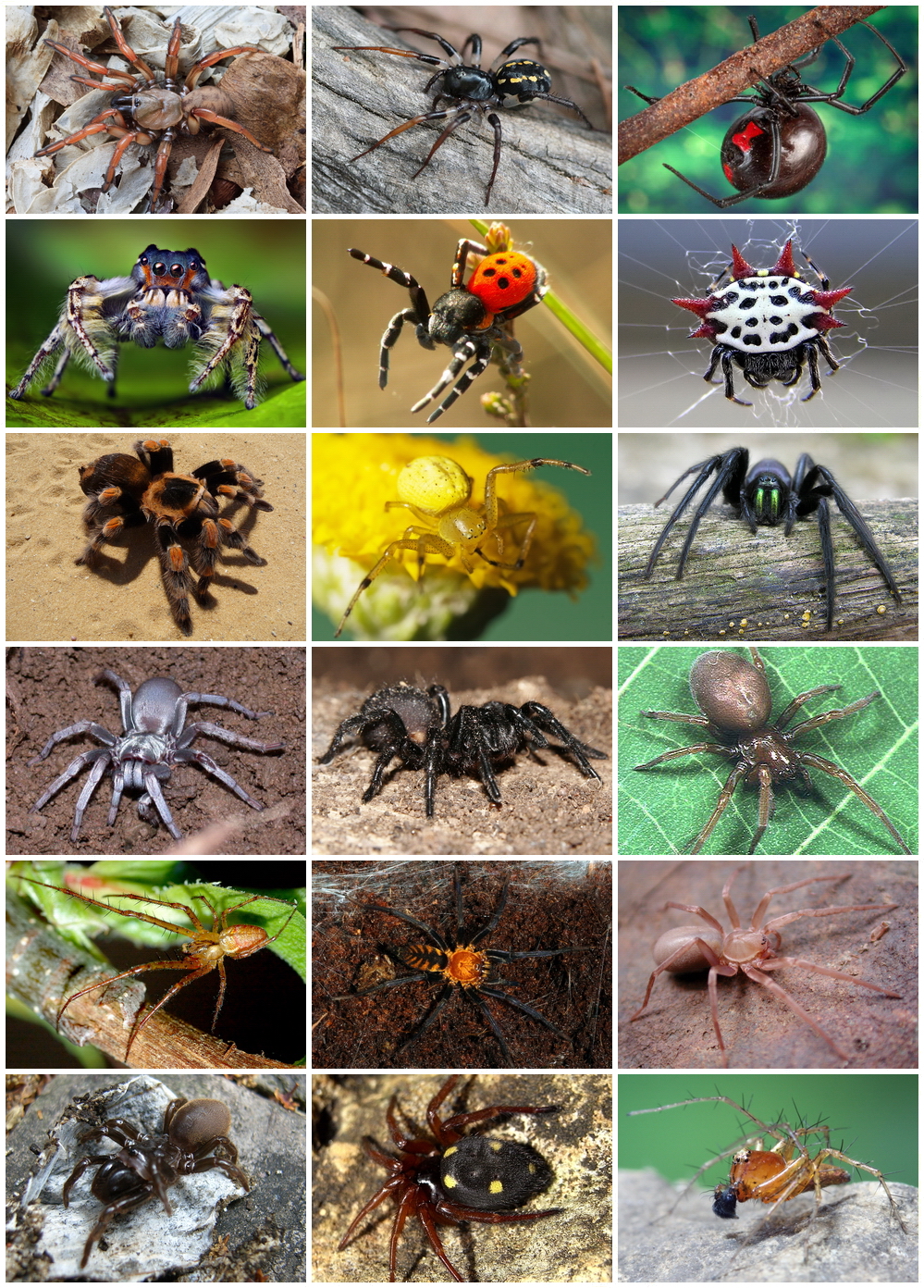 all-about-spiders-basics-body-behavior-welcome-wildlife
