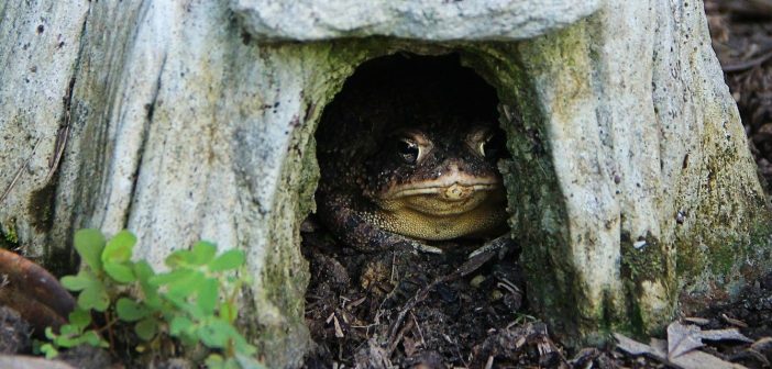 Toad sitting at the entrance to a toad house