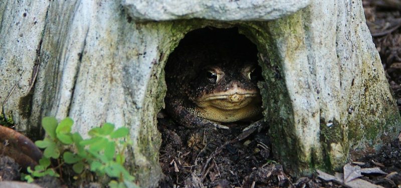 Toad sitting at the entrance to a toad house