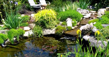 A beautiful small pond with plants growing in and around it