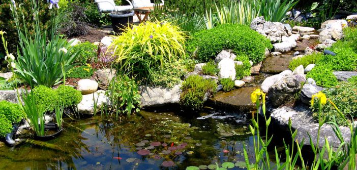 A beautiful small pond with plants growing in and around it