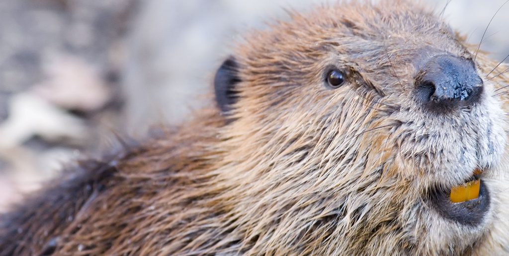 Close up image of a beaver's head.