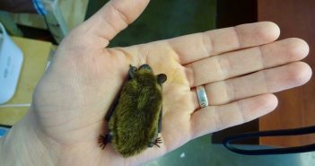 A Big Brown Bat is resting face down on a person's open palm.