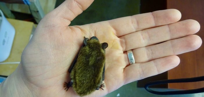 A Big Brown Bat is resting face down on a person's open palm.