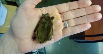 A Big Brown Bat is resting face down on a person's open palm.