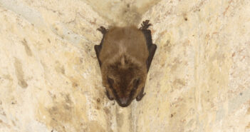 Big Brown Bat clinging head down to a vertical surface