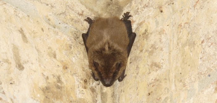 Big Brown Bat clinging head down to a vertical surface