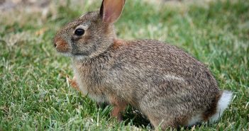 A Cottontail Rabbit is seen from the side while sitting on green grass.