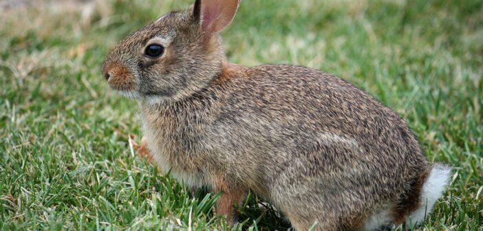 Caring for 2024 orphaned bunnies