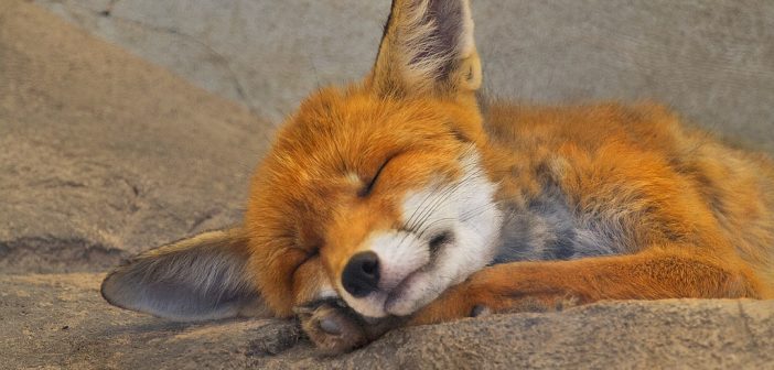 Red fox taking a nap while lying on a flat stone