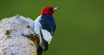 Red-headed Woodpecker clinging to a tree stub with its back to the camera.