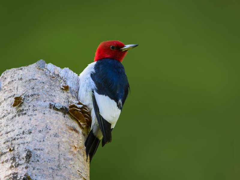 Red-headed Woodpecker clinging to a tree stub with its back to the camera.