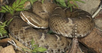 A Ridge-nosed Rattlesnake, which has a brown-patterned color, coiled up. The rattles can be seen at the end of its body.