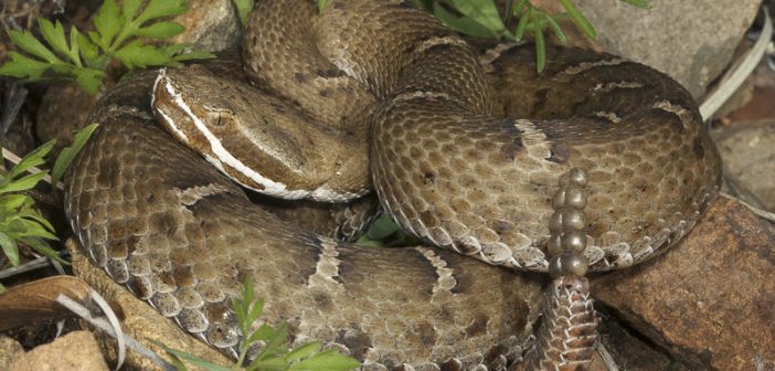 A Ridge-nosed Rattlesnake, which has a brown-patterned color, coiled up. The rattles can be seen at the end of its body.