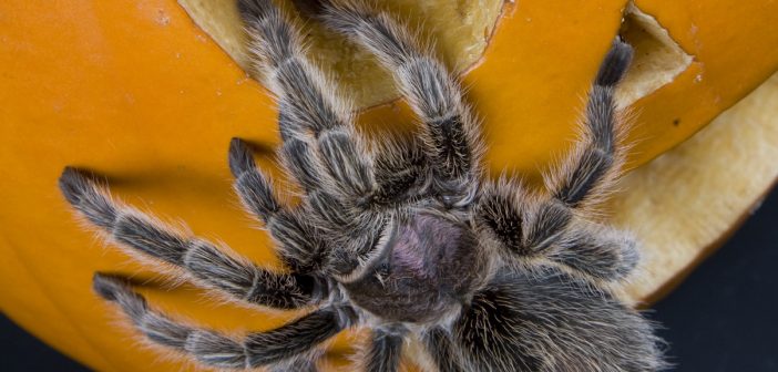 Rose-haired Tarantula clinging to a carved pumpkin.