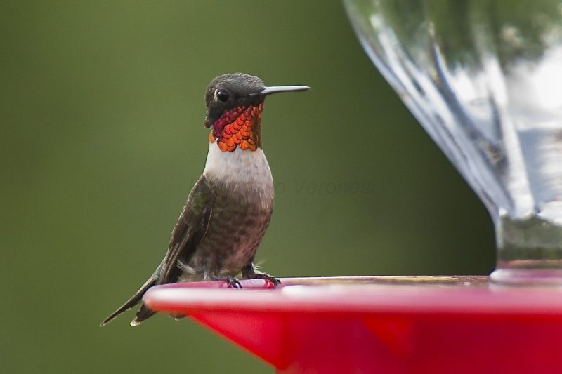 Ruby-throated hummingbird perched on a hummingbird feeder.