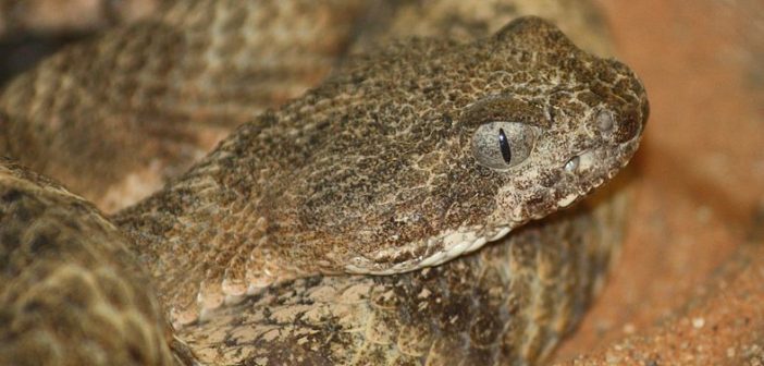 Close up image of Tiger Rattlesnake, Crotalus tigris, showing elliptical pupils.