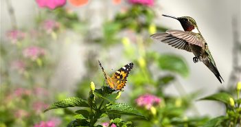 A Painted Lady Butterfly and male Ruby-throated hummingbird together in a flower garden.