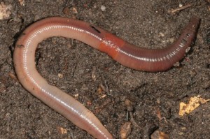 Earthworm lying on soil