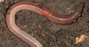 Earthworm lying on soil