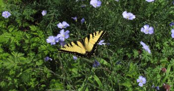 Eastern Tiger Swallowtail standing on Golden Flax plant.