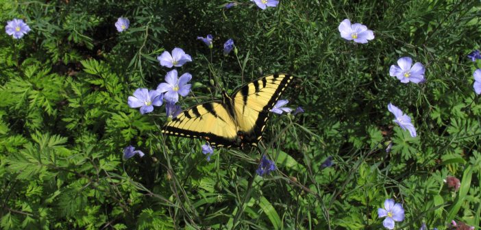 Eastern Tiger Swallowtail standing on Golden Flax plant.