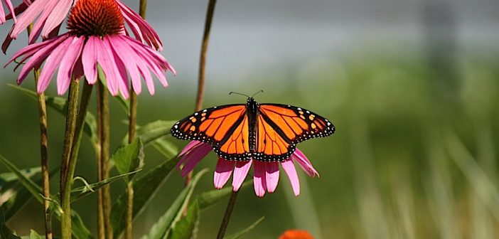 Monarch Butterfly male sitting on pink coneflower blossom.