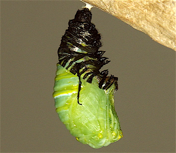 Monarch Butterfly life cycle in pictures Welcome Wildlife