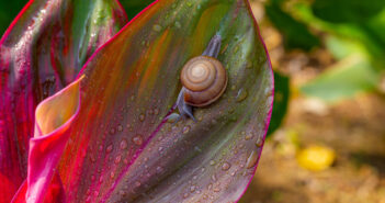 A small snail is on a green and red leaf. The front of its body is outside its shell.