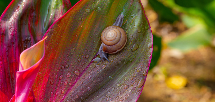 A small snail is on a green and red leaf. The front of its body is outside its shell.