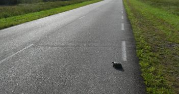 Turtle beginning to cross a two-lane road