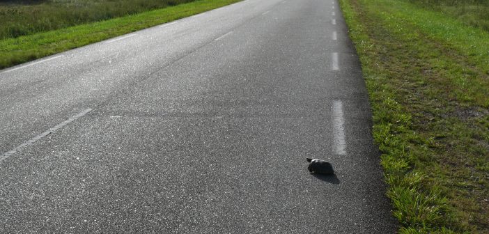 Turtle beginning to cross a two-lane road