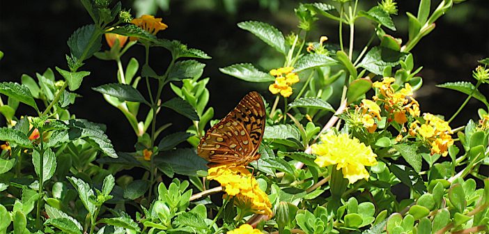 Great-spangled Butterfly feeding on a yellow flower.