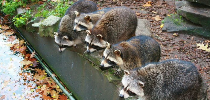 Photo of a raccoon