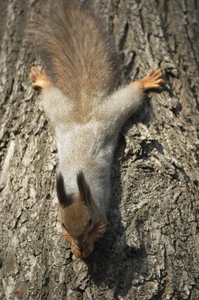 Squirrels: frequent questions - Welcome Wildlife