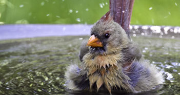 A female Northern Cardinal is standing in a birdbath and shaking water off of her body. Her feathers are all fluffed out.