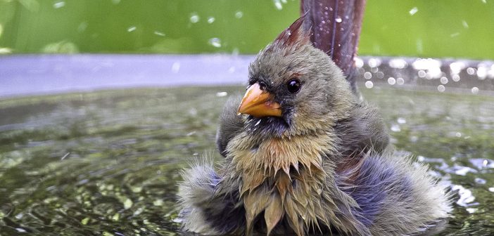 A female Northern Cardinal is standing in a birdbath and shaking water off of her body. Her feathers are all fluffed out.