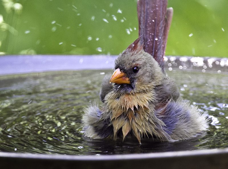 A female Northern Cardinal is standing in a birdbath and shaking water off of her body. Her feathers are all fluffed out.