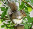 Eastern Gray Squirrel standing on a tree limb.